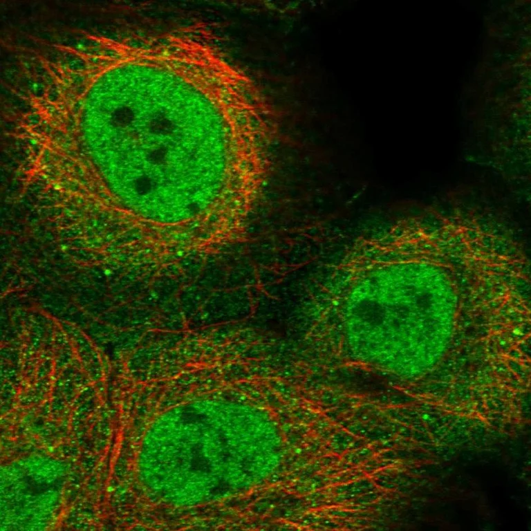 Immunocytochemistry/ Immunofluorescence - Anti-KLF9 Antibody (AB327217)