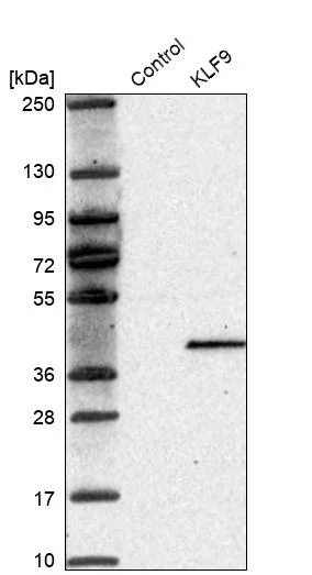 Western blot - Anti-KLF9 Antibody (AB327217)