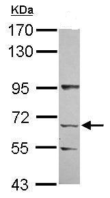 Western blot - Anti-KLHL13 antibody - N-terminal (AB229150), expandable thumbnail