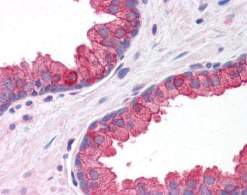 Immunohistochemistry (Formalin/PFA-fixed paraffin-embedded sections) - Anti-KLHL15 antibody (AB113906)