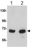 Western blot - Anti-KLHL15 antibody (AB113906)