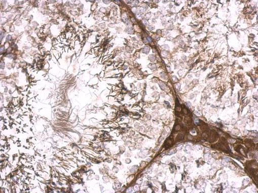 Immunohistochemistry (Formalin/PFA-fixed paraffin-embedded sections) - Anti-KLHL25 antibody - C-terminal (AB229246)