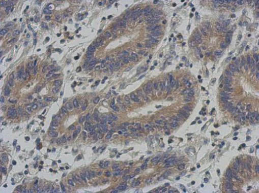 Immunohistochemistry (Formalin/PFA-fixed paraffin-embedded sections) - Anti-KLHL25 antibody - C-terminal (AB229246)