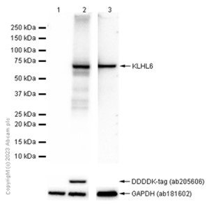 Western blot - Anti-KLHL6 antibody [EPR13484] (AB182163), expandable thumbnail