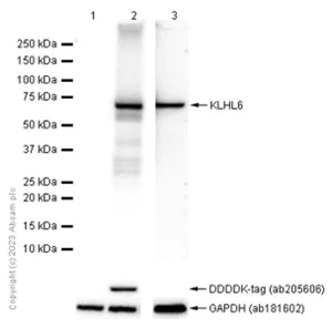 Western blot - Anti-KLHL6 antibody [EPR13484] - BSA and Azide free (AB250605)