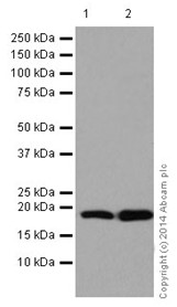 Western blot - Anti-KLLN antibody [EPR16934] (AB197892), expandable thumbnail