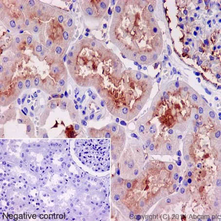 Immunohistochemistry (Formalin/PFA-fixed paraffin-embedded sections) - Anti-Klotho antibody [EPR6856] (AB181373)