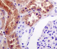 Immunohistochemistry (Formalin/PFA-fixed paraffin-embedded sections) - Anti-Klotho antibody [EPR6856] (AB181373)