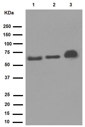 Western blot - Anti-Klotho antibody [EPR6856] (AB181373)