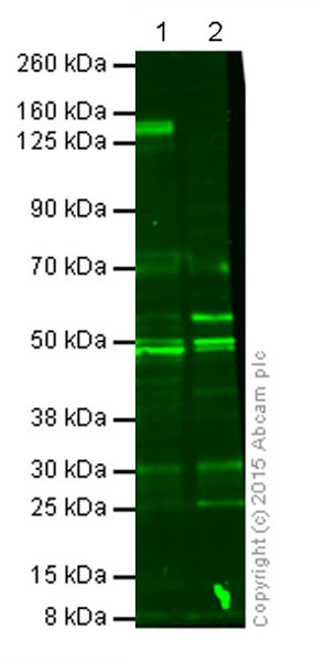 Anti-Klotho antibody [EPR6856]