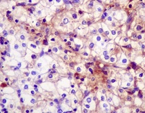 Immunohistochemistry (Formalin/PFA-fixed paraffin-embedded sections) - Anti-Klotho antibody [EPR6856] - BSA and Azide free (AB232366)