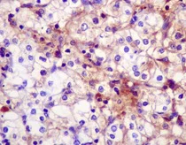 Immunohistochemistry (Formalin/PFA-fixed paraffin-embedded sections) - Anti-Klotho antibody [EPR6856] - BSA and Azide free (AB232366)