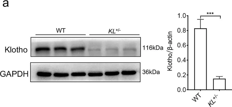 Western blot - Anti-Klotho antibody [EPR6856] - BSA and Azide free (AB232366)