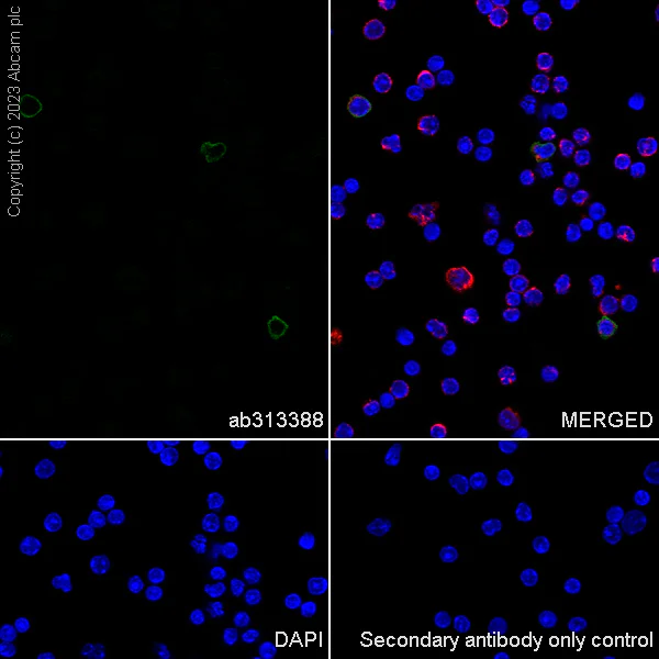 Immunocytochemistry/ Immunofluorescence - Anti-Klra8 antibody [EPR28281-49] (AB313388)