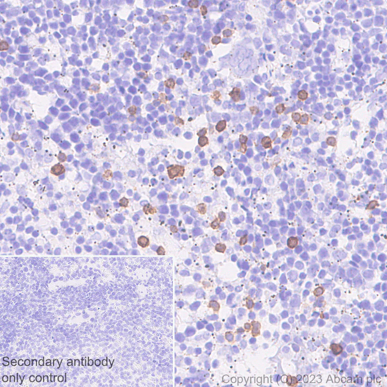Immunohistochemistry (Formalin/PFA-fixed paraffin-embedded sections) - Anti-Klra8 antibody [EPR28281-49] (AB313388)