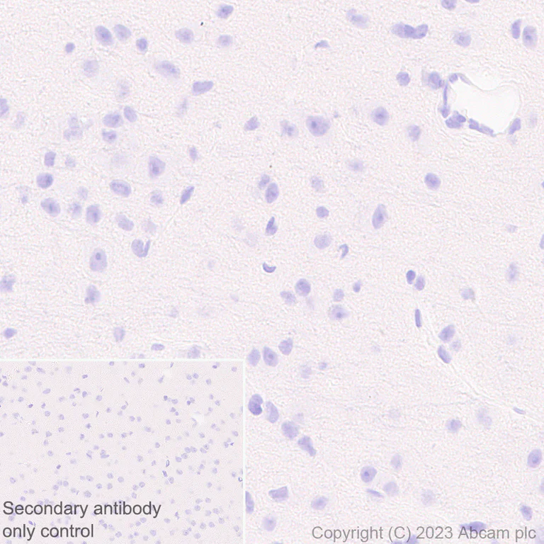 Immunohistochemistry (Formalin/PFA-fixed paraffin-embedded sections) - Anti-Klra8 antibody [EPR28281-49] (AB313388)
