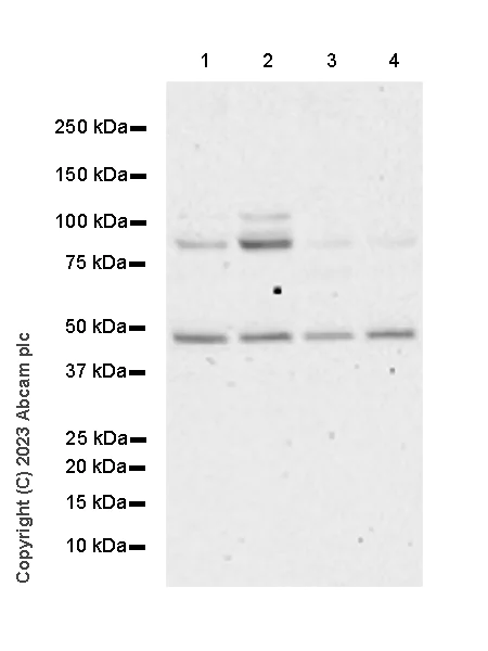 Western blot - Anti-KMT1A / SUV39H1 antibody [EPR24200-179] (AB309471)