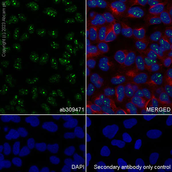Immunocytochemistry/ Immunofluorescence - Anti-KMT1A / SUV39H1 antibody [EPR24200-179] - BSA and Azide free (AB309472)