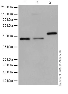 Western blot - Anti-KMT1B / SUV39H2 antibody [EPR18495] (AB190870)