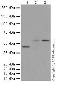 Western blot - Anti-KMT1B / SUV39H2 antibody [EPR18495] (AB190870)