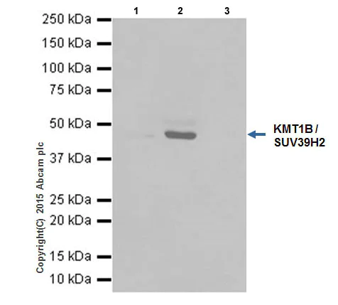 Immunoprecipitation - Anti-KMT1B / SUV39H2 antibody [EPR18495] - BSA and Azide free (AB240313)