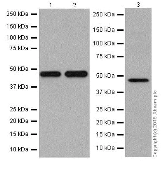Western blot - Anti-KMT1B / SUV39H2 antibody [EPR18495] - BSA and Azide free (AB240313)