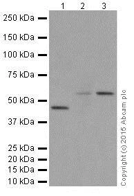 Western blot - Anti-KMT1B / SUV39H2 antibody [EPR18495] - BSA and Azide free (AB240313)