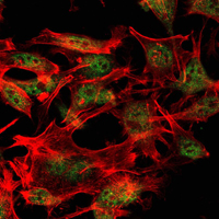 Immunocytochemistry/ Immunofluorescence - Anti-KMT1E / SETDB1 antibody [5H6A12] (AB107225), expandable thumbnail
