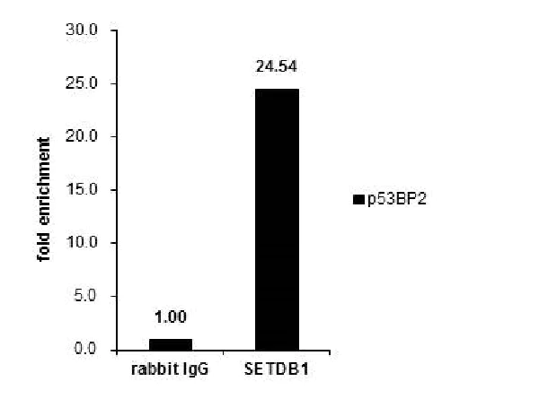 ChIP - Anti-KMT1E / SETDB1 antibody (AB228575)