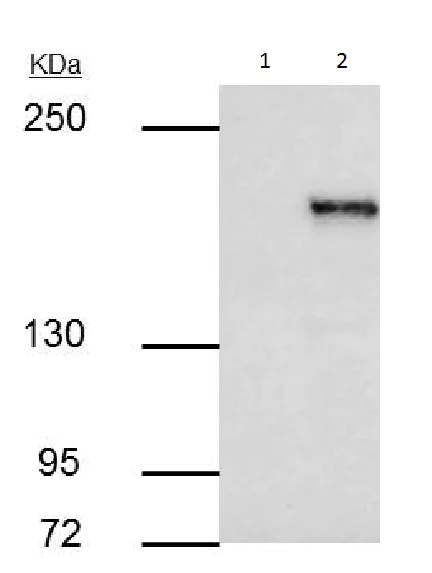 Immunoprecipitation - Anti-KMT1E / SETDB1 antibody (AB228575)