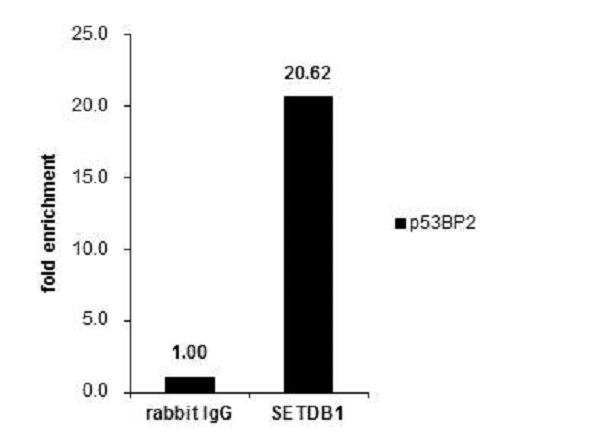 ChIP - Anti-KMT1E / SETDB1 antibody (AB228984)