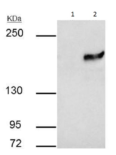 Immunoprecipitation - Anti-KMT1E / SETDB1 antibody (AB228984)