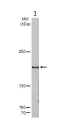 Western blot - Anti-KMT1E / SETDB1 antibody (AB228984)