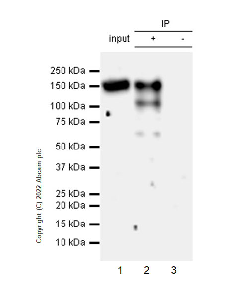 Immunoprecipitation - Anti-KMT1E/SETDB1 antibody [EPR24218-43] (AB300573)