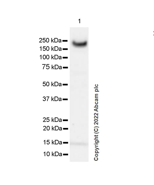Western blot - Anti-KMT1E/SETDB1 antibody [EPR24218-43] (AB300573)
