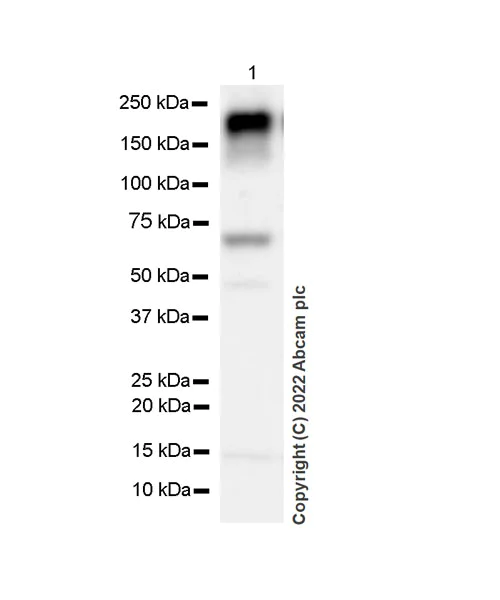 Western blot - Anti-KMT1E/SETDB1 antibody [EPR24218-43] (AB300573)
