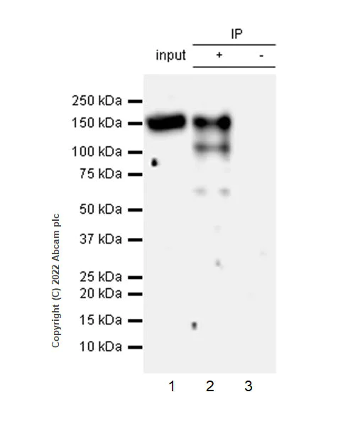 Immunoprecipitation - Anti-KMT1E/SETDB1 antibody [EPR24218-43] (BSA and Azide free) (AB300574)