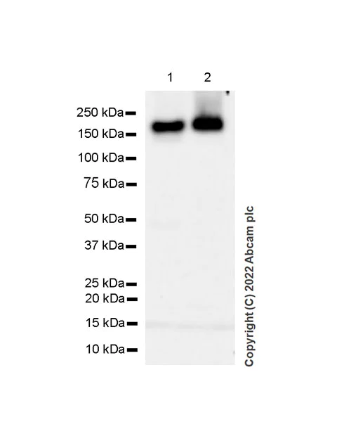 Western blot - Anti-KMT1E/SETDB1 antibody [EPR24218-43] (BSA and Azide free) (AB300574)
