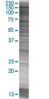 KMT1E / SETDB1 overexpression 293T lysate (whole cell)