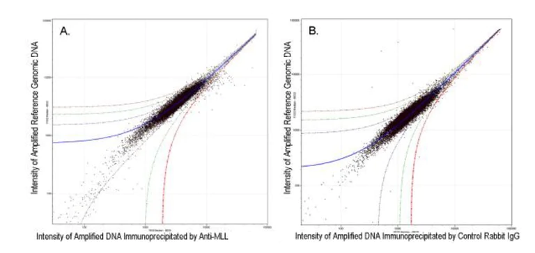 ChIP on chip - Anti-KMT2A / MLL antibody (AB272023)