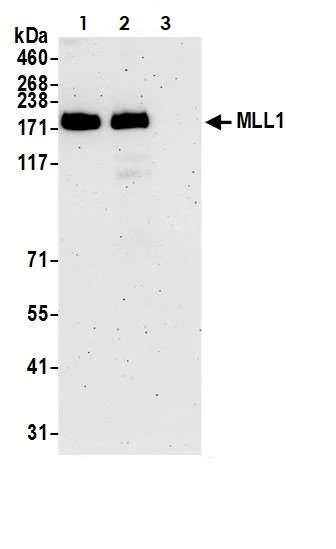 Immunoprecipitation - Anti-KMT2A / MLL antibody (AB272023)