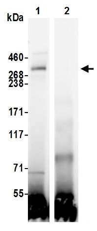 Immunoprecipitation - Anti-KMT2A / MLL antibody [BL-175-7E8] (AB243867)