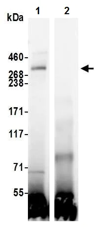 Immunoprecipitation - Anti-KMT2A / MLL antibody [BL-175-7E8] (AB243867)