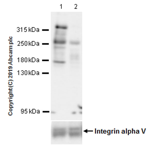 Western blot - Anti-KMT2A / MLL antibody [EPR22647-8] (AB234435)