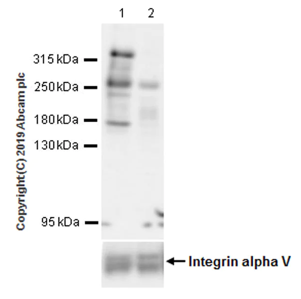 Western blot - Anti-KMT2A / MLL antibody [EPR22647-8] (AB234435)