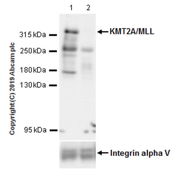 Western blot - Anti-KMT2A / MLL antibody [EPR22647-8] - BSA and Azide free (AB256550), expandable thumbnail