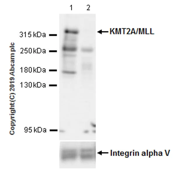 Western blot - Anti-KMT2A / MLL antibody [EPR22647-8] - BSA and Azide free (AB256550)