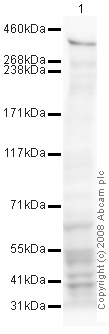Western blot - Anti-KMT2A / MLL antibody [mmN4.4] (AB32400), expandable thumbnail