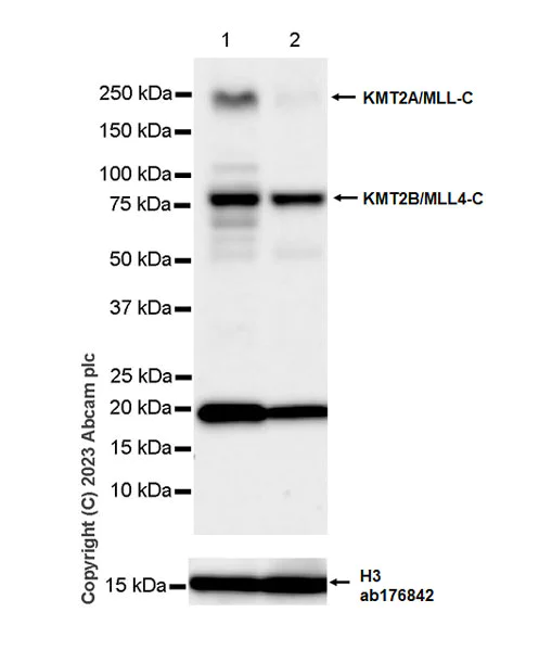 Western blot - Anti-KMT2A / MLL + KMT2B / MLL4 antibody [EPR28282-16] - C-terminal - BSA and Azide free (AB315465)