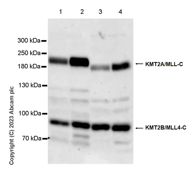 Western blot - Anti-KMT2A / MLL + KMT2B / MLL4 antibody [EPR28282-16] - C-terminal - BSA and Azide free (AB315465)